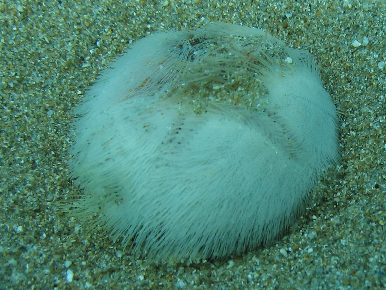 Echinocardium sp. (da Milos, Grecia)